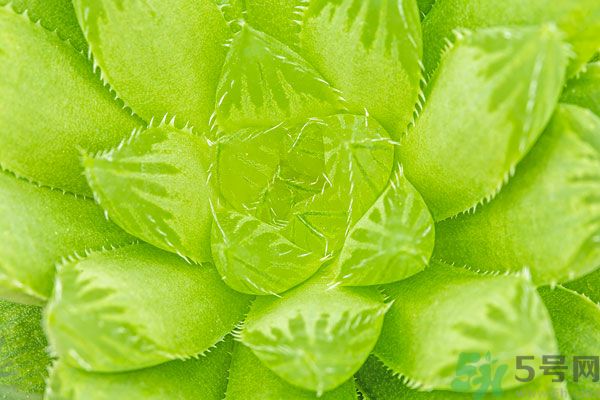 多肉植物需要澆水嗎？多肉植物澆水可以澆到葉子上嗎？