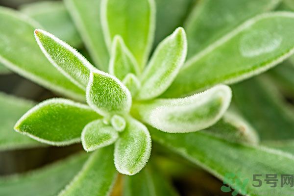 多肉植物需要澆水嗎？多肉植物澆水可以澆到葉子上嗎？