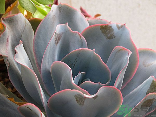 多肉植物需要澆水嗎？多肉植物澆水可以澆到葉子上嗎？
