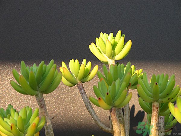 多肉植物需要澆水嗎？多肉植物澆水可以澆到葉子上嗎？