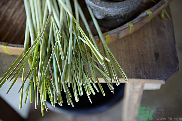 天竺葵有驅(qū)蚊作用嗎？什么植物能驅(qū)蚊子？