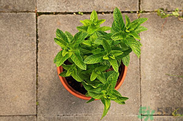 天竺葵有驅(qū)蚊作用嗎？什么植物能驅(qū)蚊子？