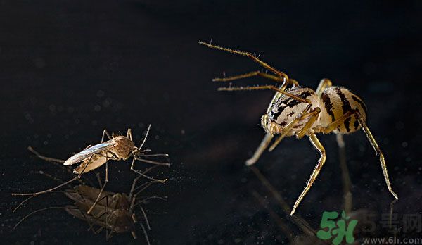 紗窗網(wǎng)密度蚊子能進去嗎？紗窗能擋住蚊子嗎？