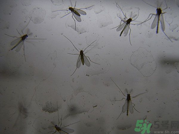 紗窗網(wǎng)密度蚊子能進去嗎？紗窗能擋住蚊子嗎？