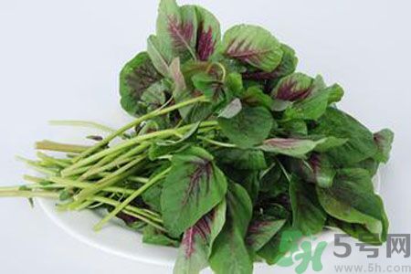 漢菜是熱性還是涼性？漢菜是涼性的嗎？