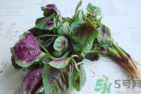 漢菜是熱性還是涼性？漢菜是涼性的嗎？