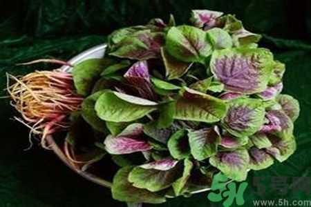 糖尿病可以吃莧菜嗎？糖尿病吃莧菜好嗎？