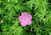 天竺葵有驅(qū)蚊作用嗎？什么植物能驅(qū)蚊子？