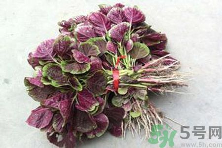 莧菜汁為什么是紅色？莧菜汁的顏色為什么是紅色？