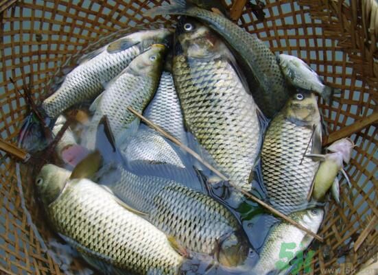 魚能和萵苣一起煮嗎？魚可以和萵苣一起吃嗎？