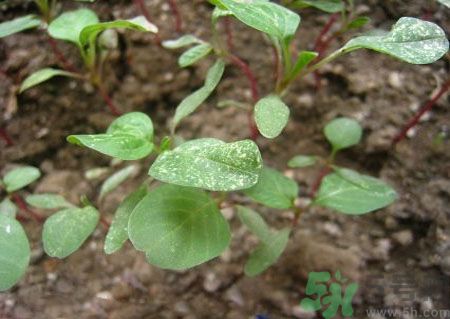 莧菜葉子上有白點(diǎn)是怎么回事？莧菜葉子上有白點(diǎn)可以吃嗎？