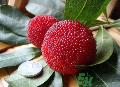 楊梅紅色好還是黑色好？楊梅顏色越深越好嗎？