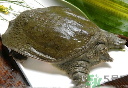 莧菜和甲魚一起吃會(huì)中毒嗎？吃了莧菜了甲魚怎么辦？