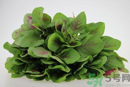 莧菜可以生吃嗎？莧菜生吃了會怎樣？