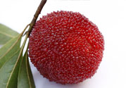 楊梅里面的蟲(chóng)子能吃嗎？楊梅里面的蟲(chóng)子吃了會(huì)怎么樣？
