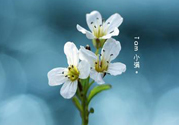 小滿喝什么茶？小滿喝什么茶好？