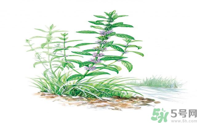 夏天吃薄荷可以解暑嗎？夏天怎么吃薄荷可以解暑？