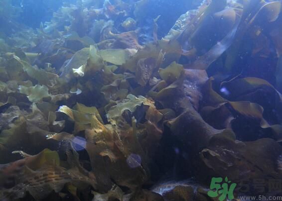 海帶綠色的好還是黃色的好？海帶綠色的比較好嗎？