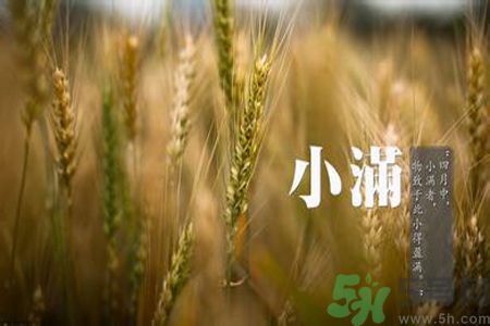 小滿喝什么茶？小滿喝什么茶好？