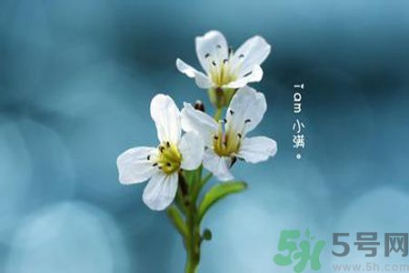 小滿喝什么茶？小滿喝什么茶好？