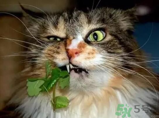 薄荷為什么叫貓薄荷？薄荷和貓薄荷是一種