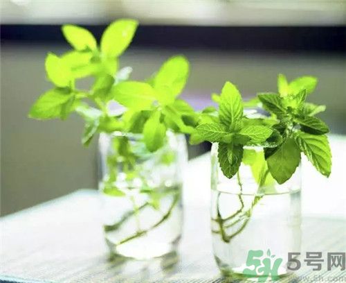 薄荷為什么叫貓薄荷？薄荷和貓薄荷是一種