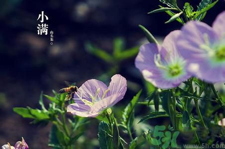 小滿養(yǎng)生要注意什么？小滿養(yǎng)生注意事項(xiàng)