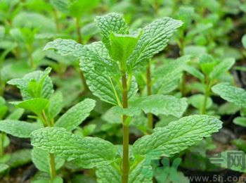 薄荷有什么功效？薄荷的攻效是什么？
