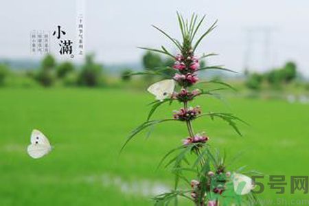 為什么小滿濕氣重？小滿怎么除濕氣？