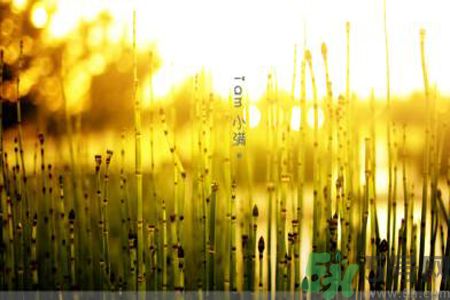 為什么小滿濕氣重？小滿怎么除濕氣？