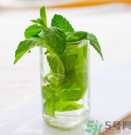  孕婦可以喝薄荷茶嗎？孕婦能喝薄荷泡的茶嗎？
