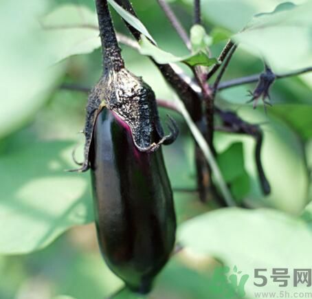 吃茄子會長胖嗎？茄子卡路里高嗎？