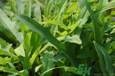 哺乳期可以吃苦菜嗎？哺乳期吃苦菜奶水會變苦嗎？