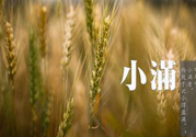 小滿為什么要吃苦？適合小滿吃的苦菜