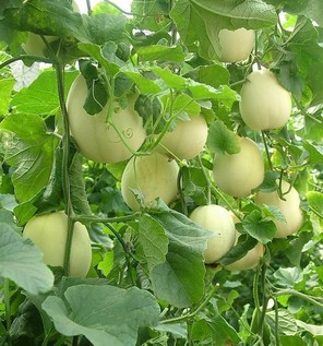 胃炎可以吃甜瓜嗎？胃炎吃甜瓜會(huì)有什么后果？