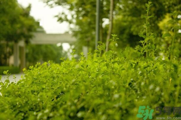 蚊子叮的包過幾天又癢是為什么？蚊子叮的包過幾天又癢怎么辦？