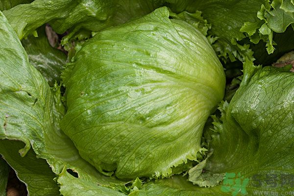 生菜和雞蛋能一起吃嗎？生菜和雞蛋一起怎么做？