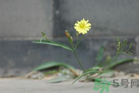 怎么挑選苦菜？挑選苦菜的方法有哪些？