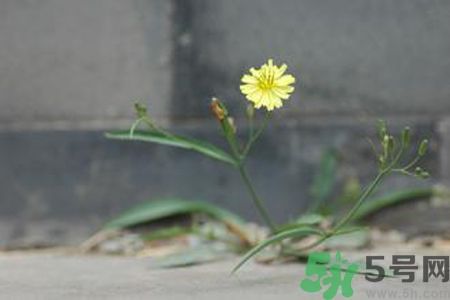 皮膚過敏可以吃苦菜嗎？吃苦菜會(huì)皮膚過敏嗎？