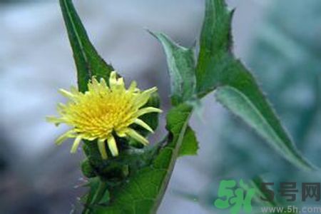 皮膚過敏可以吃苦菜嗎？吃苦菜會(huì)皮膚過敏嗎？