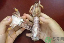 剝蝦神器怎么用？剝蝦神器在哪里買？