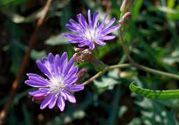 紫花苦菜和黃花苦菜哪個好？紫花苦菜和黃花苦菜有什么區(qū)別？