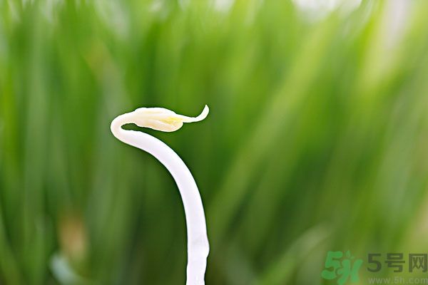 綠豆芽有什么功效？綠豆芽的功效是什么？