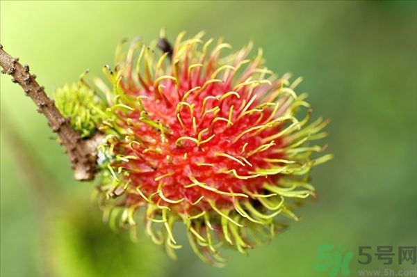 孕婦可以吃紅毛丹嗎？孕婦吃紅毛丹好嗎？