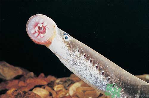 英吸血鬼魚暴增 什么是吸血鬼魚？