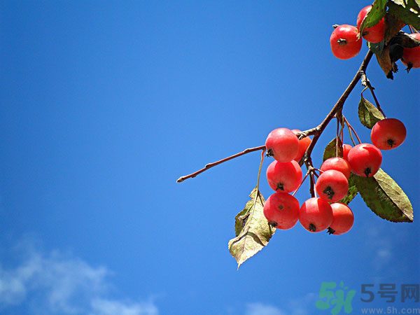 尿酸高能吃山楂嗎？痛風(fēng)能吃山楂嗎？