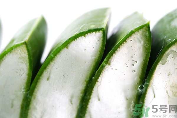 蘆薈有什么功效？蘆薈的功效是什么？