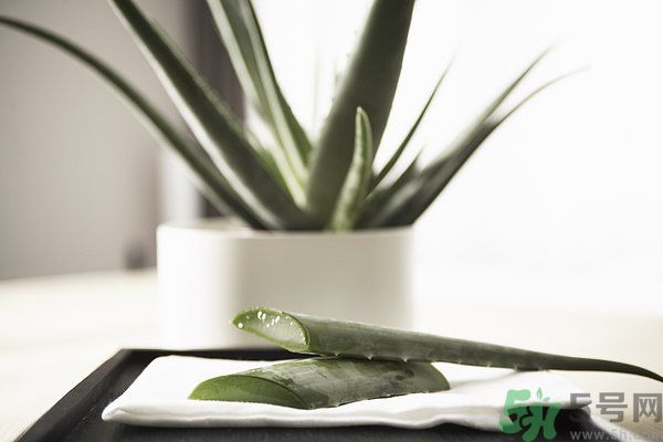 蘆薈怎么做好吃？蘆薈的做法有哪些？