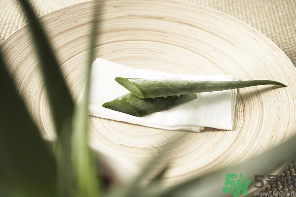 蘆薈是涼性的嗎？蘆薈是涼性還是熱性？