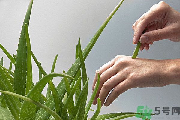 蘆薈是涼性的嗎？蘆薈是涼性還是熱性？